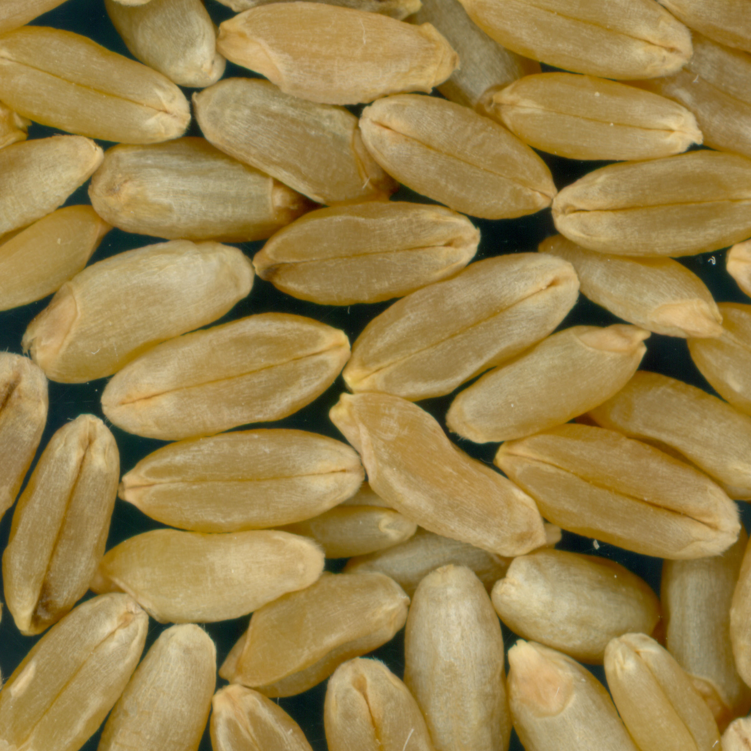 Click for 3 image(s) for this accession. KERNELS